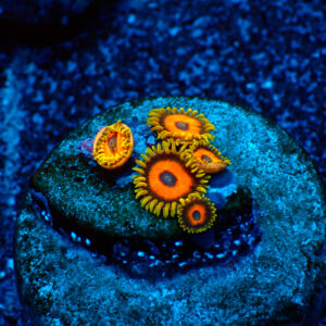 TC Zoanthus Eagle Eyes