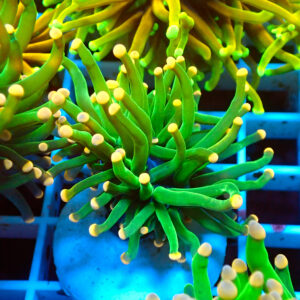 TC Euphyllia glabrecens Peach Tips