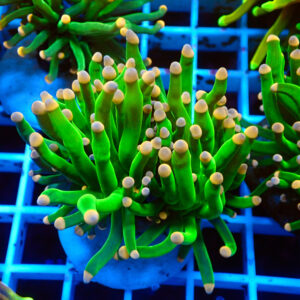 TC Euphyllia glabrecens Pink Tips Doble cabeza