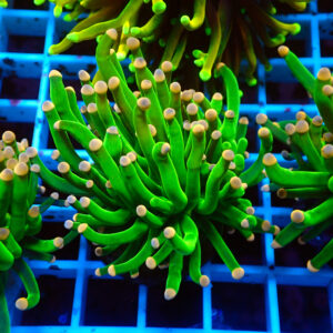 TC Euphyllia glabrecens Pink Tips doble cabeza