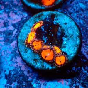 TC Zoanthus Bloodsucker