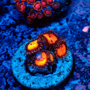 TC Zoanthus Bloodsucker