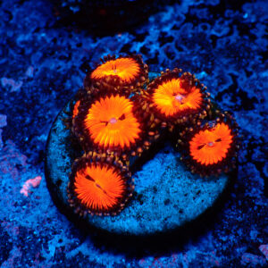 TC Zoanthus Bloodsucker