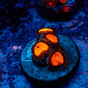 TC Zoanthus Bloodsucker