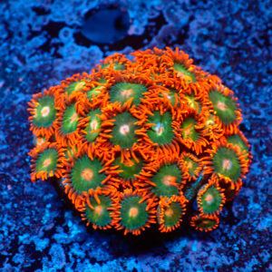 TC Zoanthus Gatorade colonia