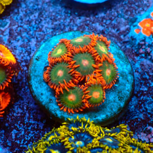 TC Zoanthus Gatorade