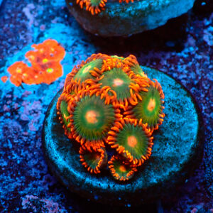 TC Zoanthus Gatorade