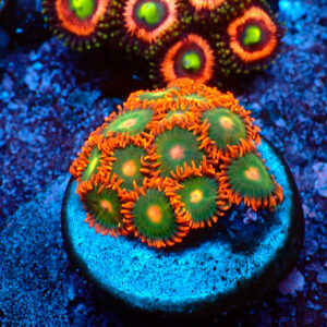 TC Zoanthus Gatorade