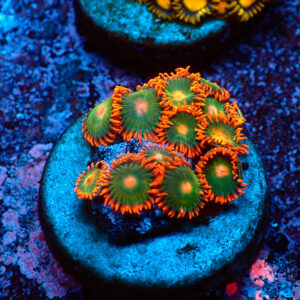 TC Zoanthus Gatorade