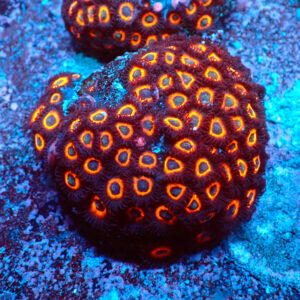 TC Zoanthus Johnny Pumpking Seeds colonia