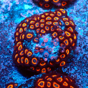 TC Zoanthus Johnny Pumpking Seeds colonia