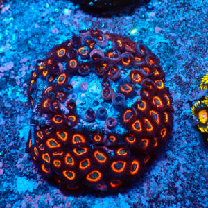 TC Zoanthus Johnny Pumpking Seeds colonia