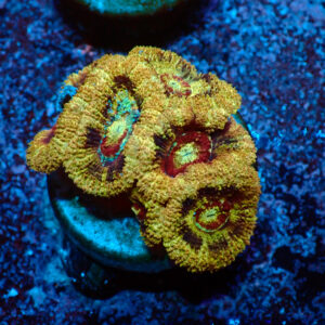 TC Micromussa Lordhowensis Bloody Mouth