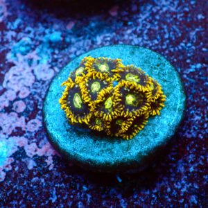 TC Zoanthus Speckled Hornets