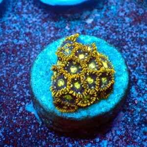 TC Zoanthus Speckled Hornets