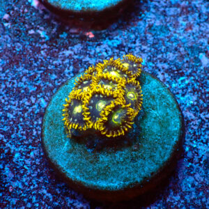 TC Zoanthus Speckled Hornets