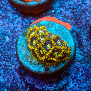 TC Zoanthus Speckled Hornets