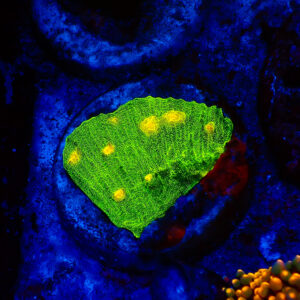 TC Chalice Space Invader