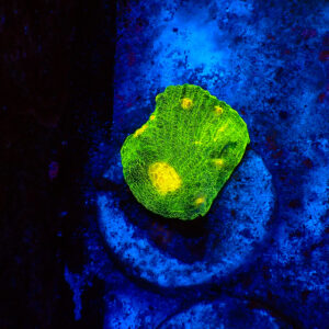 TC Chalice Space Invader