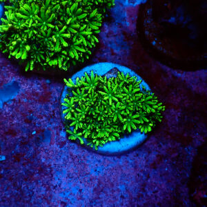 TC Sympodium Greens & Blues