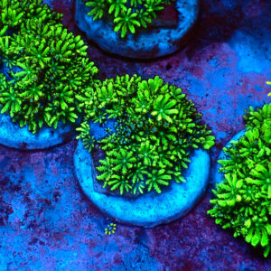 TC Sympodium Greens & Blues