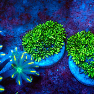 TC Sympodium Greens & Blues