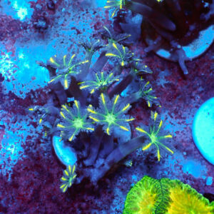 TC Clavularia Yellow