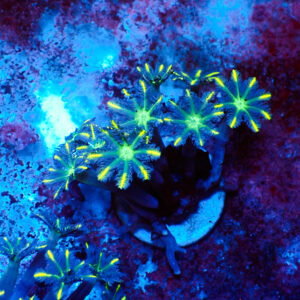 TC Clavularia Yellow