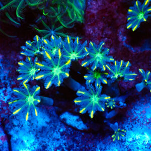 TC Clavularia Yellow