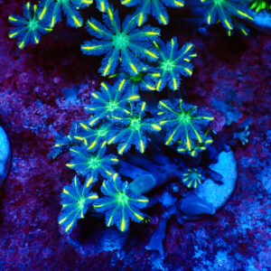 TC Clavularia Yellow