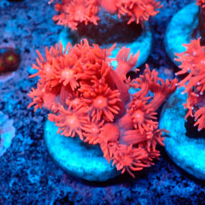 TC Goniopora Pink-Red