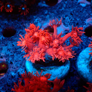 TC Goniopora Pink-Red