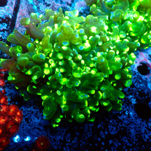 TC Euphyllia paradivisa Blotchy Doble cabeza