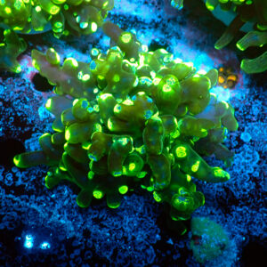 TC Euphyllia paradivisa Blotchy