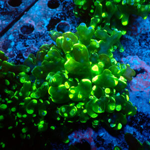 Euphyllia paradivisa Blotchy