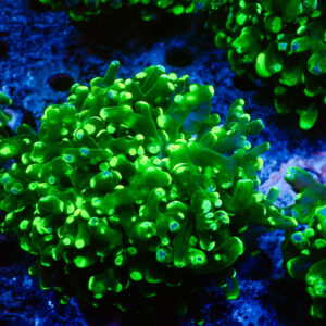 TC Euphyllia paradivisa Blotchy Doble cabeza