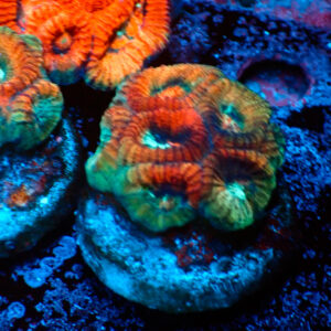 TC Favia Mass Destruction frag XL