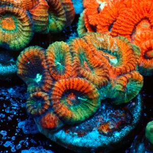 TC Favia Mass Destruction frag XL