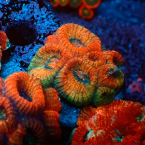 TC Favia Mass Destruction frag XL