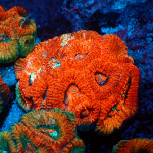 TC Favia Mass Destruction mini colonia