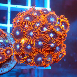 TC Zoanthus Fire  & Ice colonia