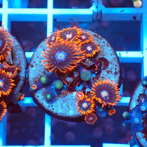 TC Zoanthus Fire & Ice