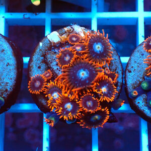 TC Zoanthus Fire & Ice