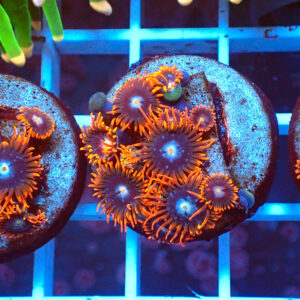 TC Zoanthus Fire & Ice