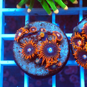 TC Zoanthus Fire & Ice