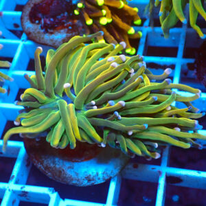 TC Euphyllia glabrecens Dark Holy Grail Doble Cabeza