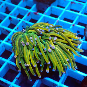 TC Euphyllia glabrecens Dark Holy Grail Doble Cabeza