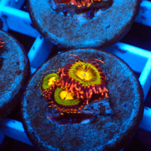 TC Zoanthus Buttkisser