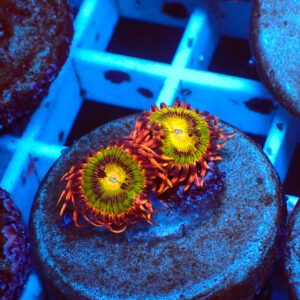 TC Zoanthus Buttkisser