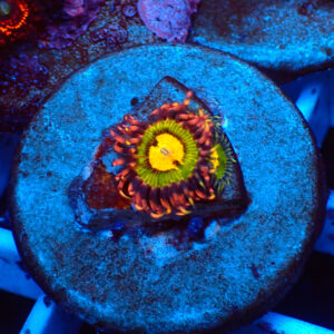 TC Zoanthus Buttkisser